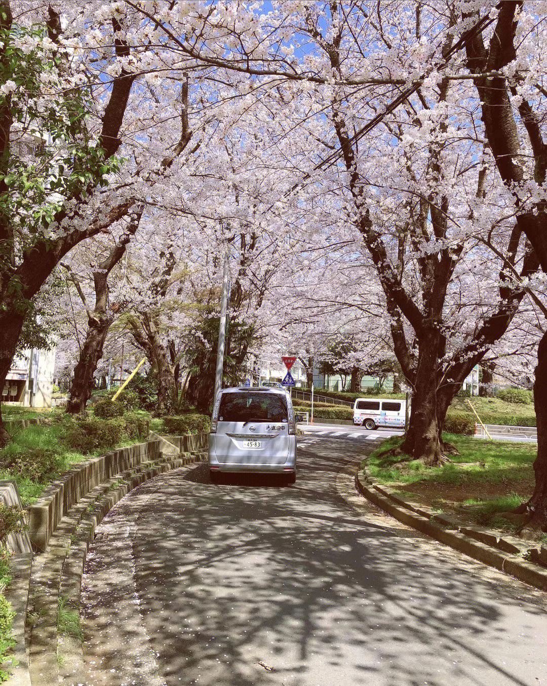 又是一年樱花季日本的樱花开了