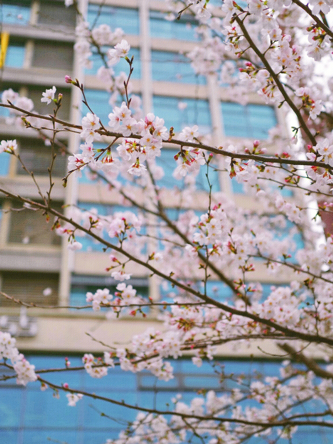 大学路樱花图片