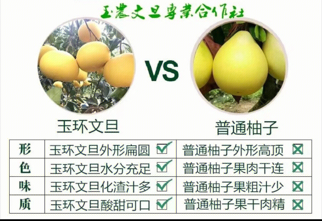 玉环文旦