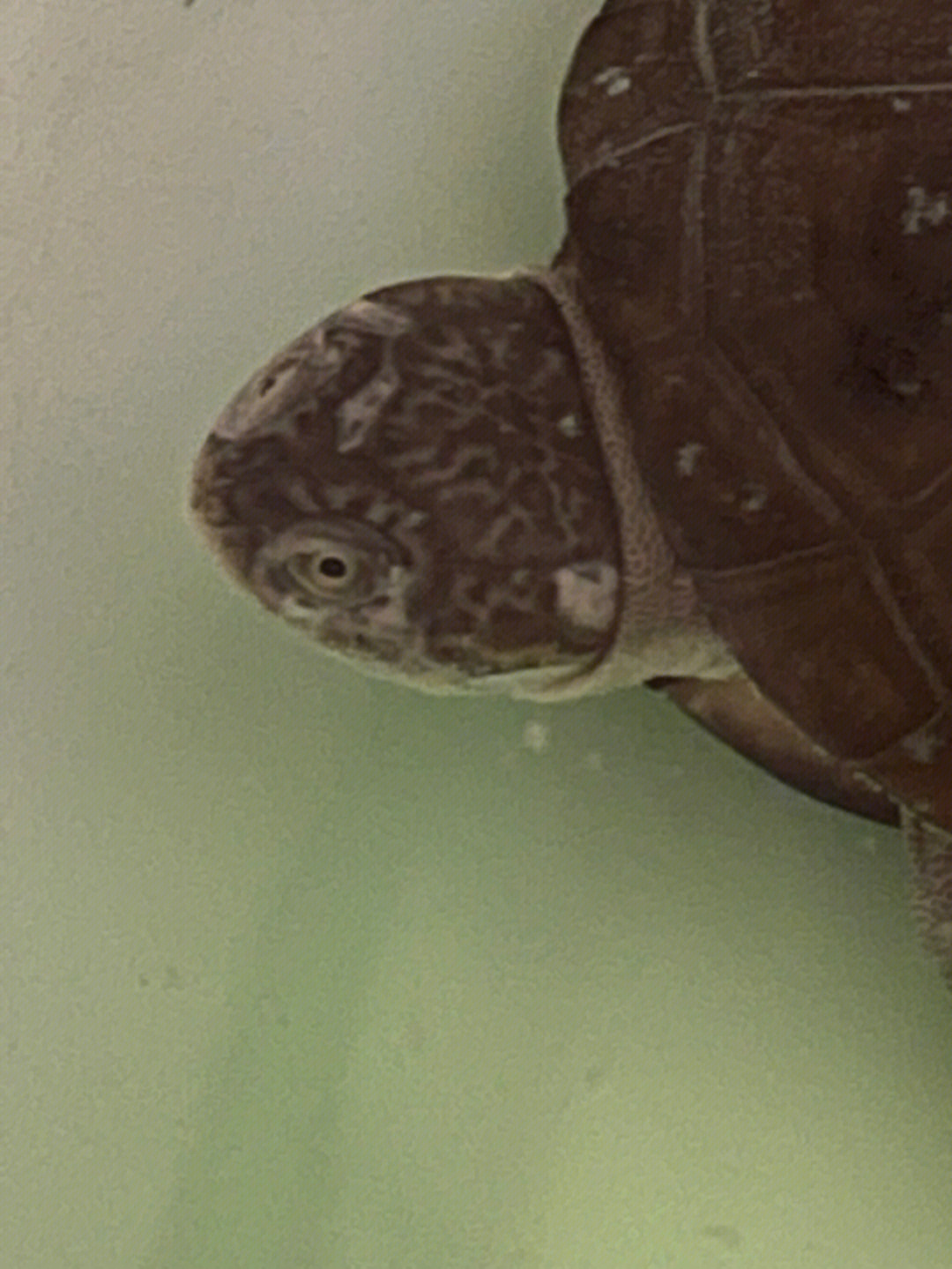 龟头沟槽白粒图片图片