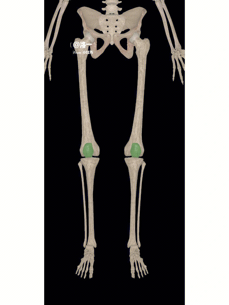 髌骨:俗称膝盖骨是人体最大的籽有,位股骨下端前面,在股四头肌腱内,上