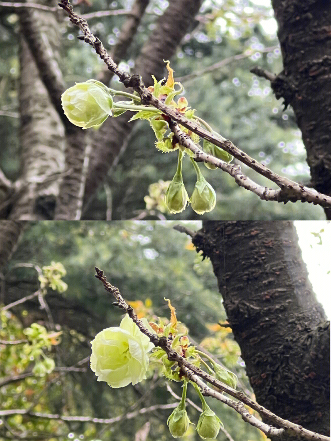 大瑶山瑶浴金惠图片