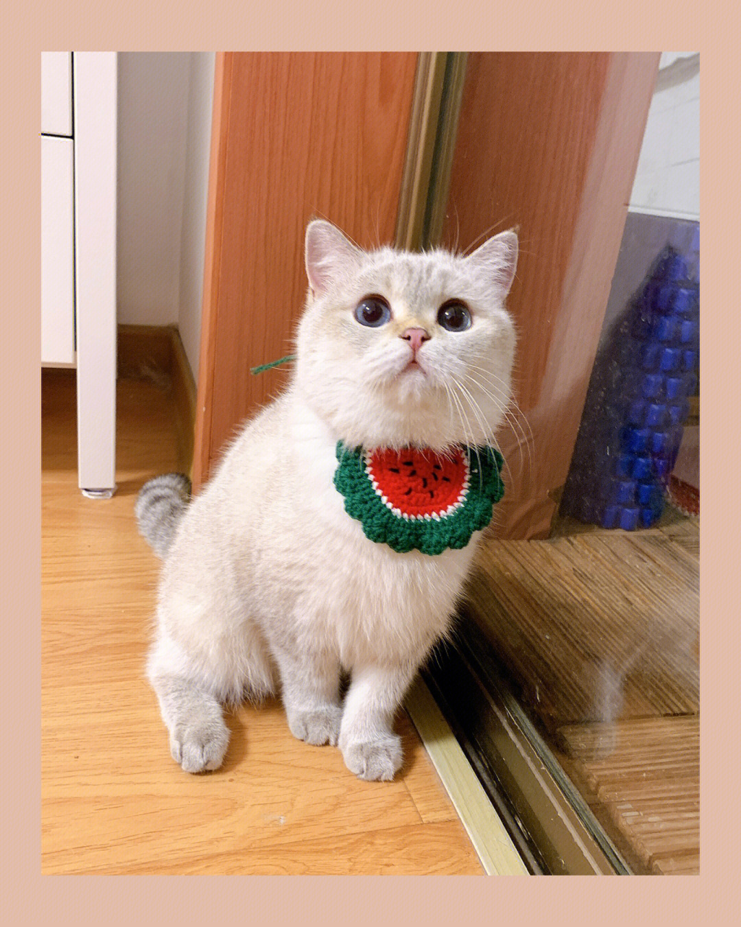 猫咪宠物衣服毛线织法图片