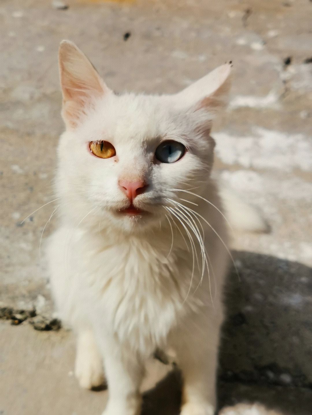白色鸳鸯眼猫猫不明去向,有消息及时更新