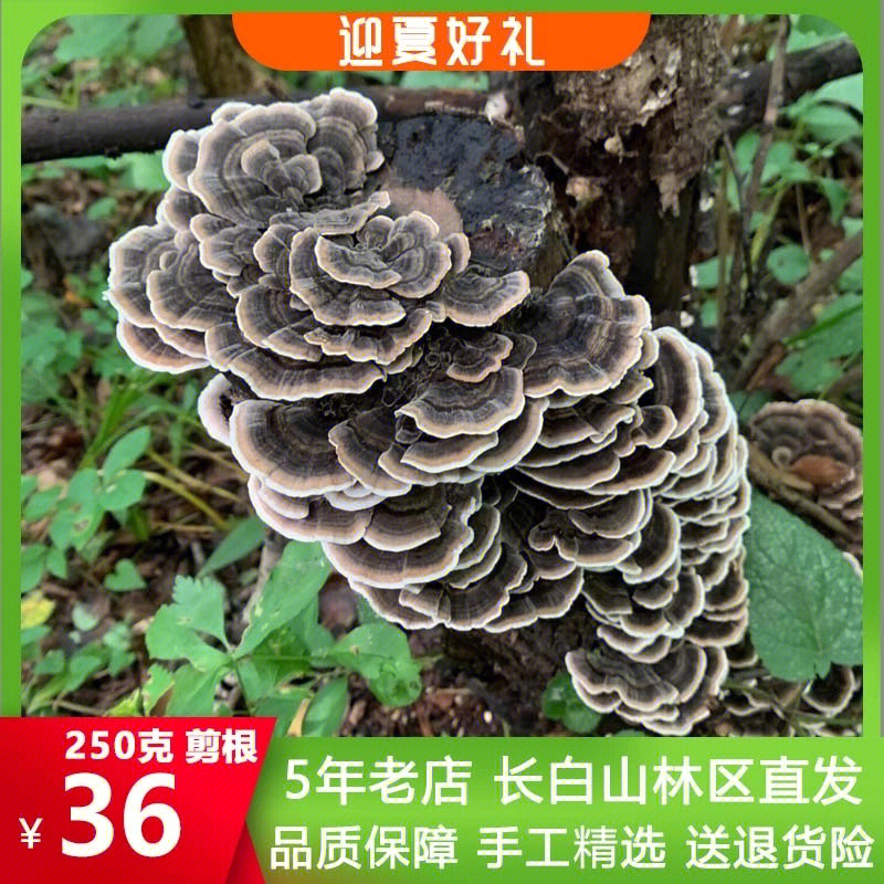 白灵芝价格图片