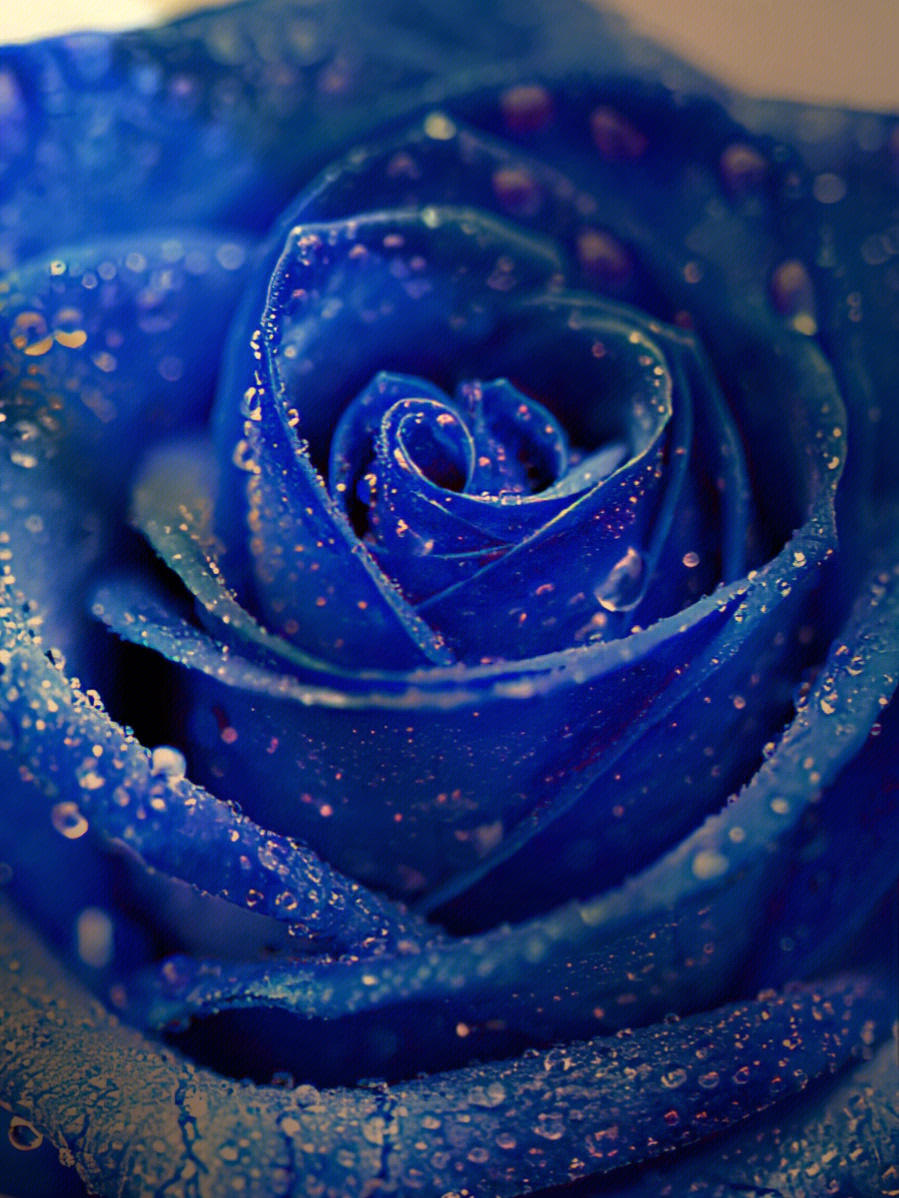 世上有一种花叫做蓝色妖姬,它的花语是真诚与坦白,忍耐与期待,爱到