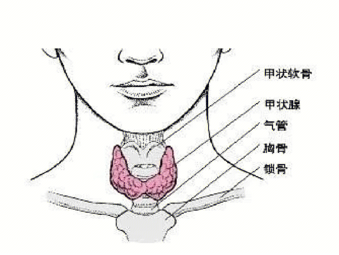 甲状腺软骨疼图片