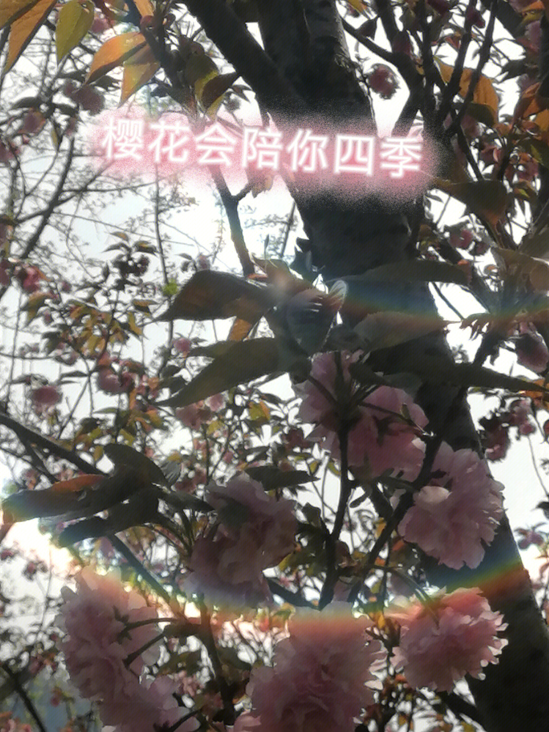 飞哥与小佛第四季樱花图片