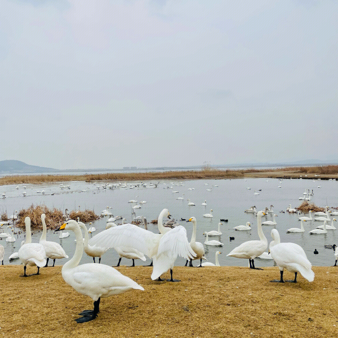 荣城天鹅湖旅游度假区图片