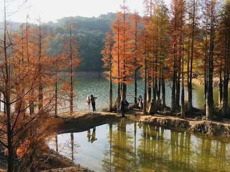 义乌朝阳水库水杉林图片