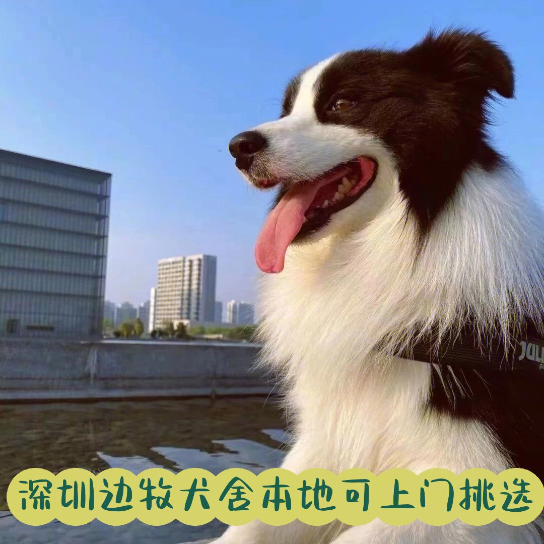 新手买狗指南养边牧须知