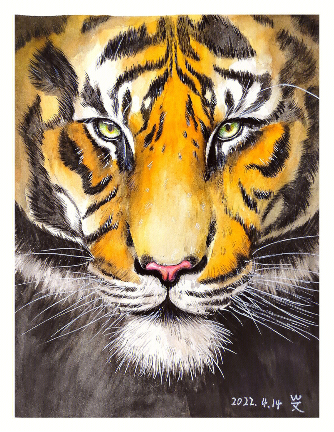 老虎的水彩画第一次尝试水彩画动物