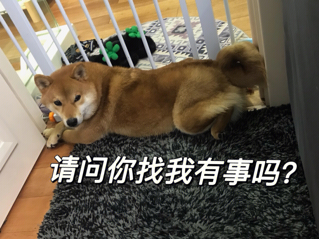 柴犬表情包