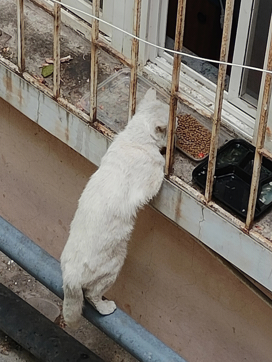 小心翼翼偷吃小狸花猫的猫饲料,看到我拍它,吃着吃着还转头偷偷看我