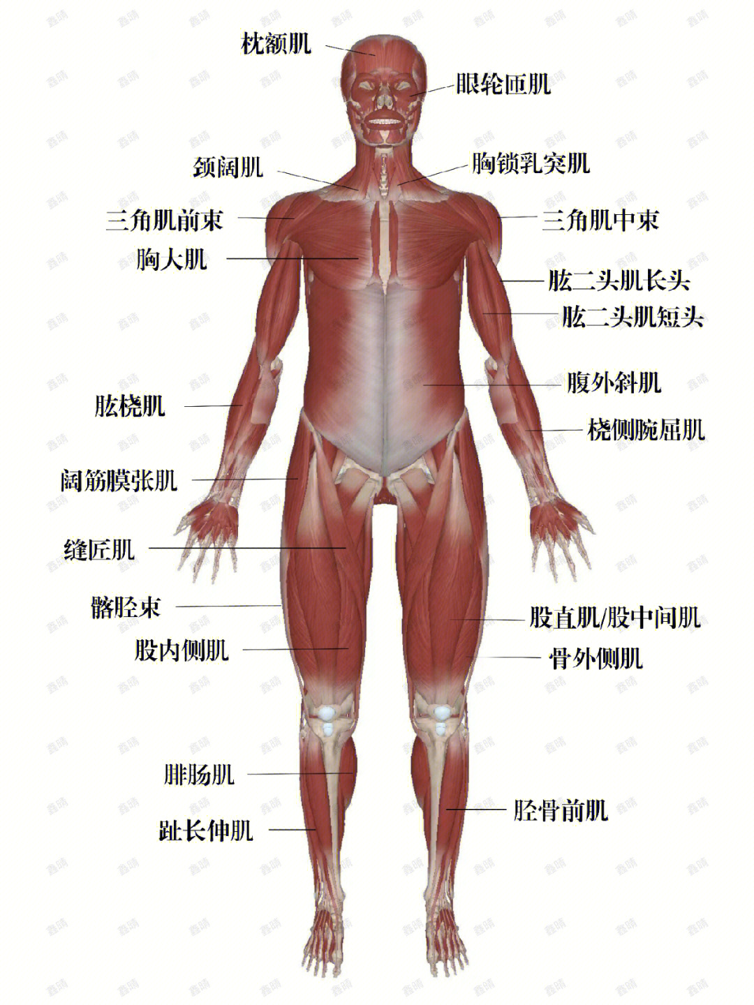 正面躯干肌肉解剖图图片