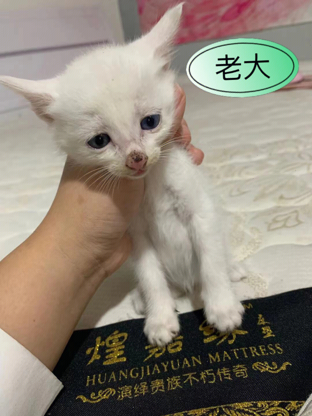 西安猫猫小可爱真面目图片