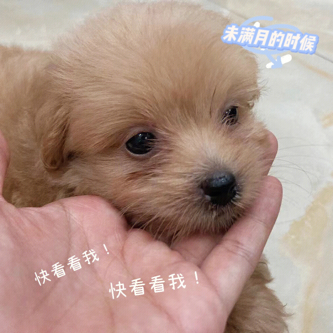 泰迪跟博美杂交幼犬图图片