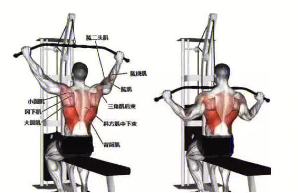 器械拉背动作图片