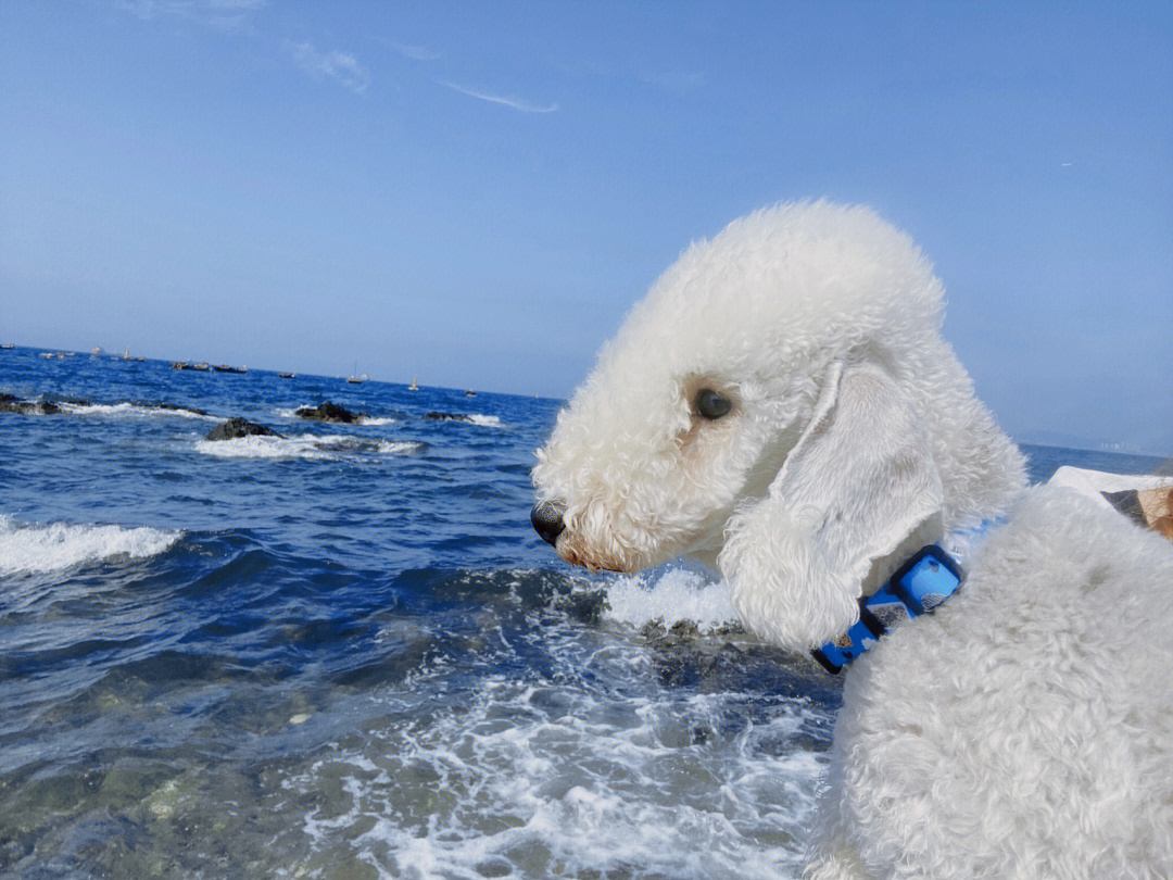 贝灵顿犬优点缺点图片