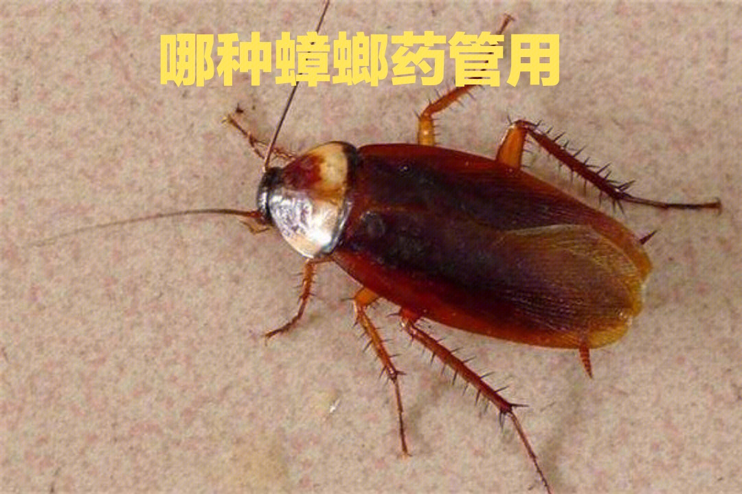 哪种蟑螂药管用