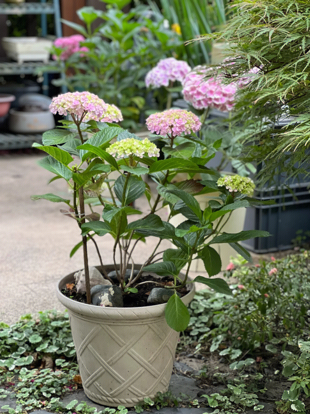 花手鞠绣球花优缺点图片