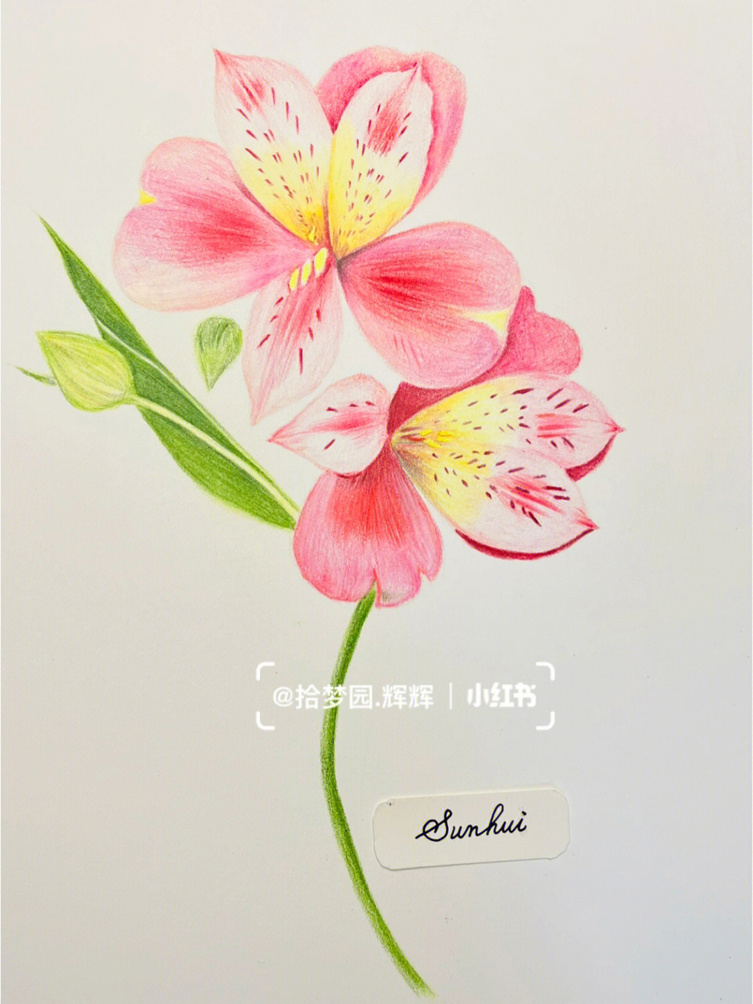 彩铅花卉系列六出花