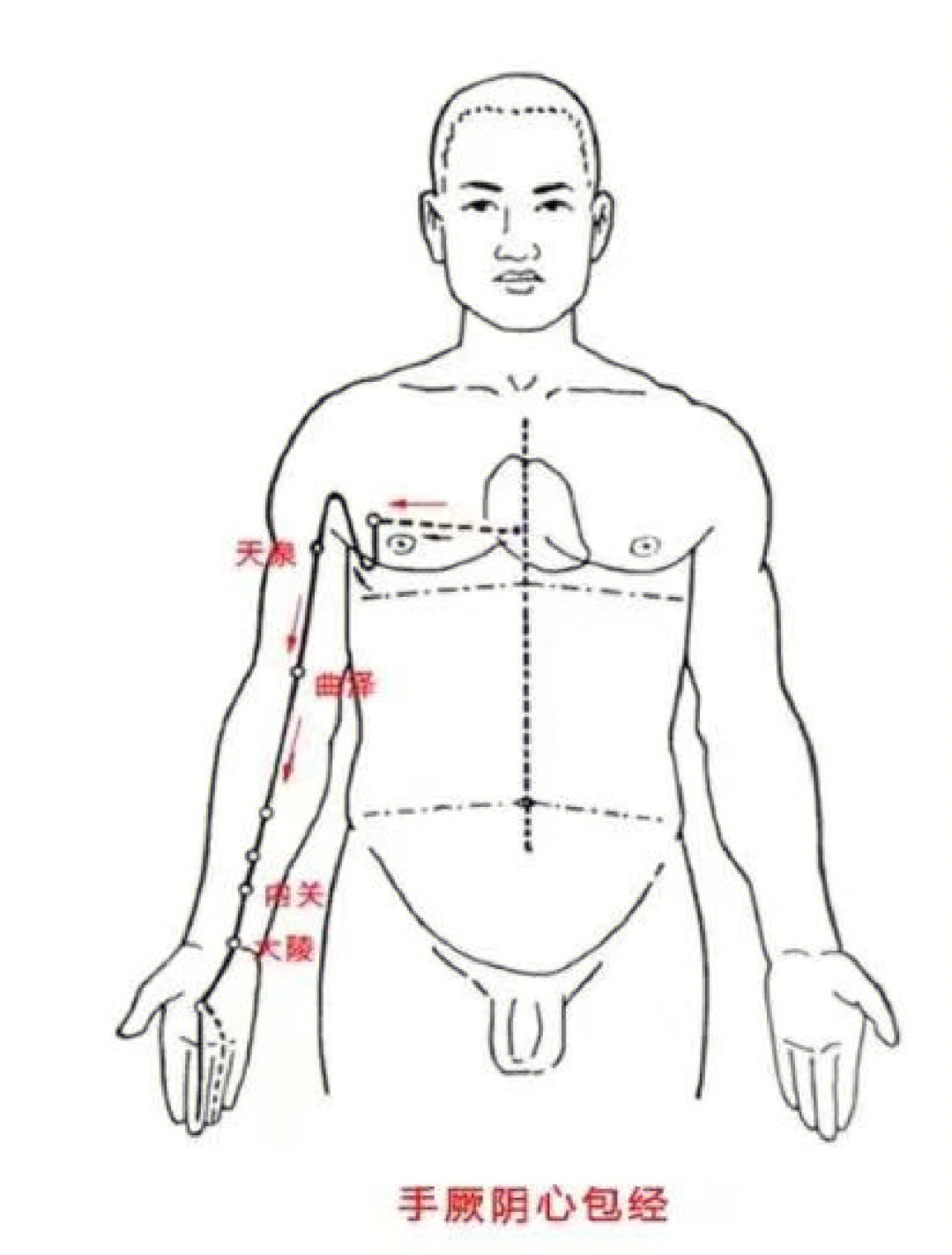 心包经的循行路线图图片