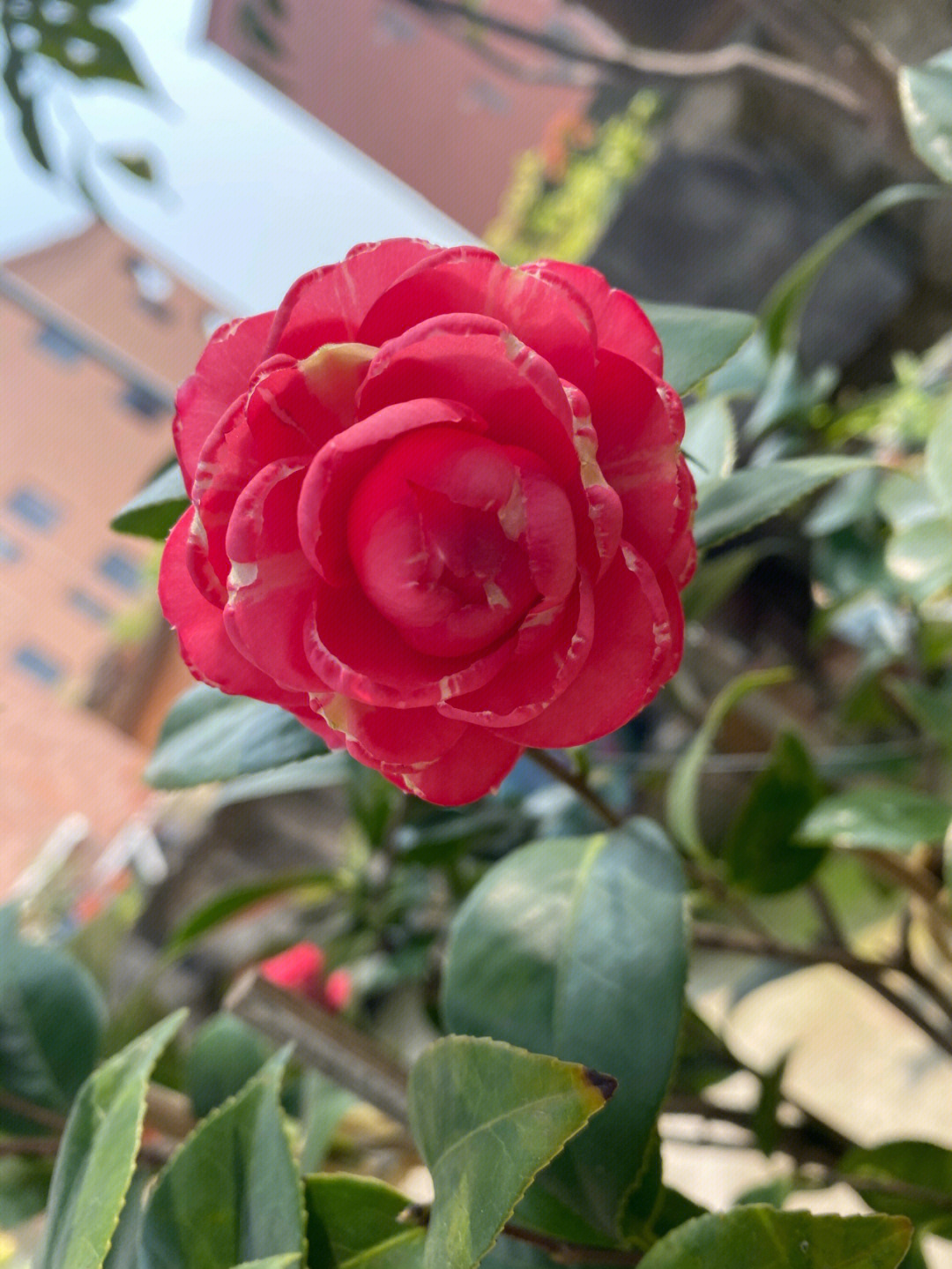 齐越节小茶花图片