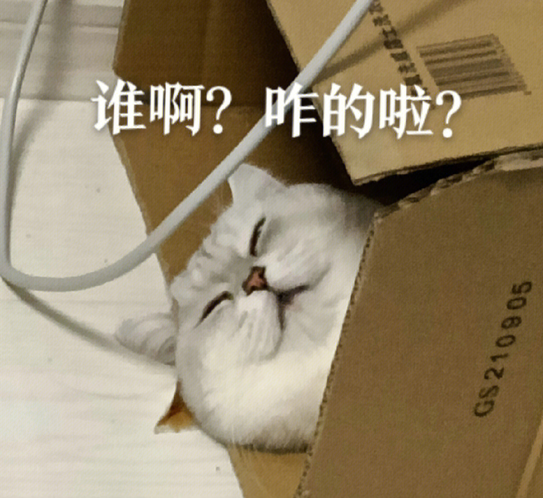 猫猫表情包用图自取