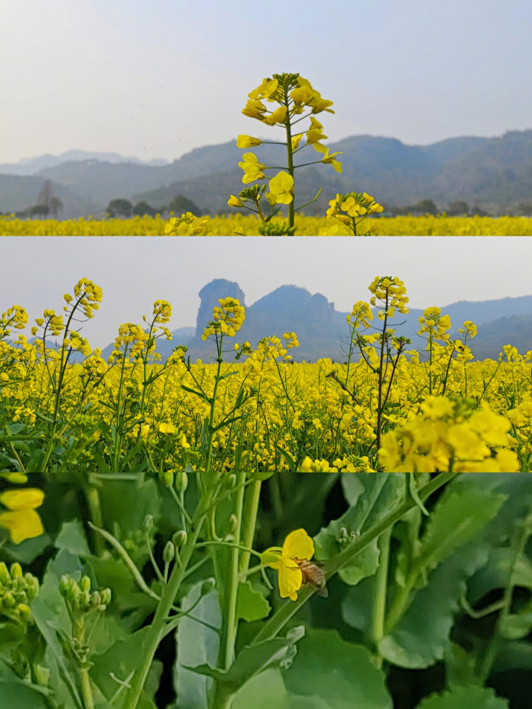 桃江十三渚油菜花地址图片