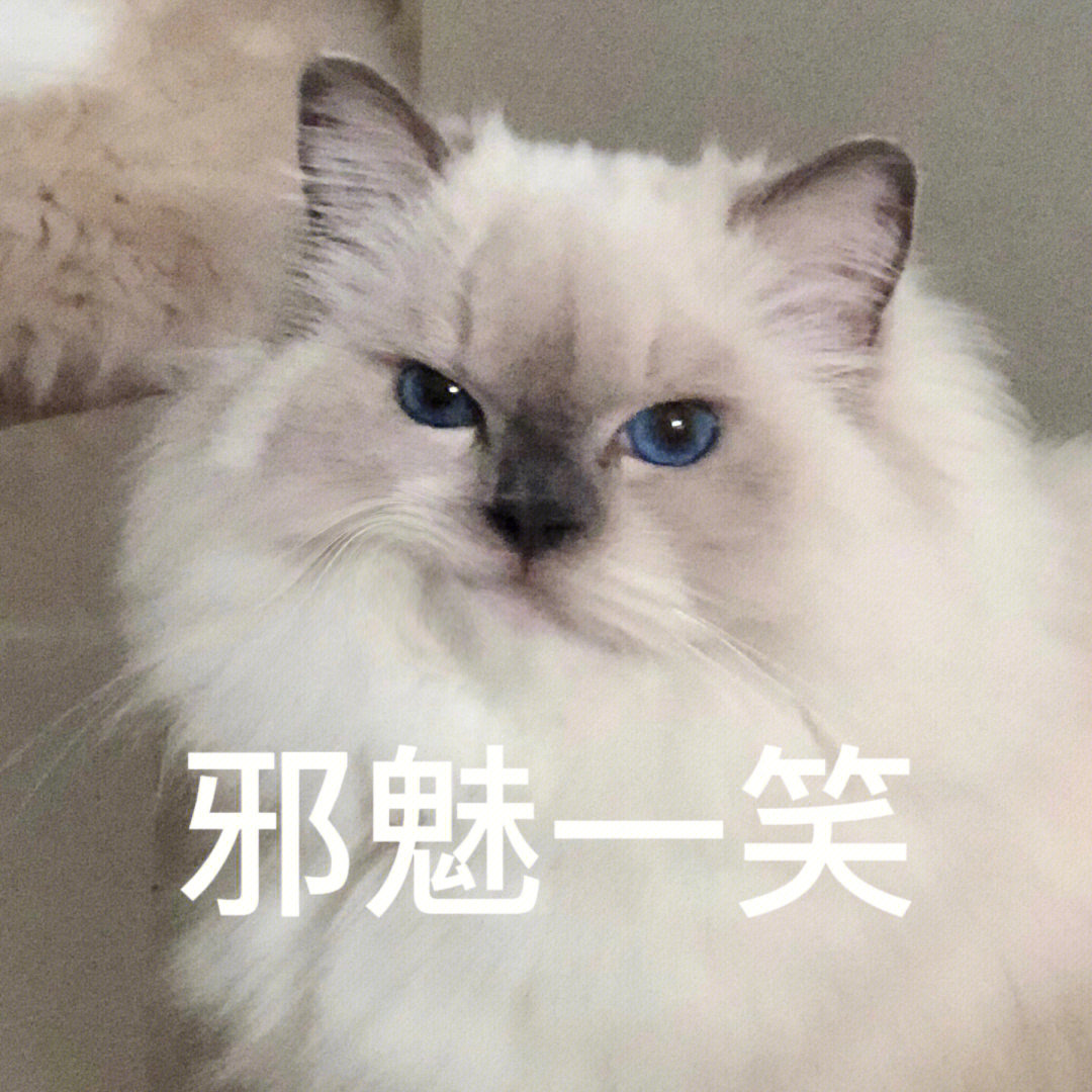 小猫表情包