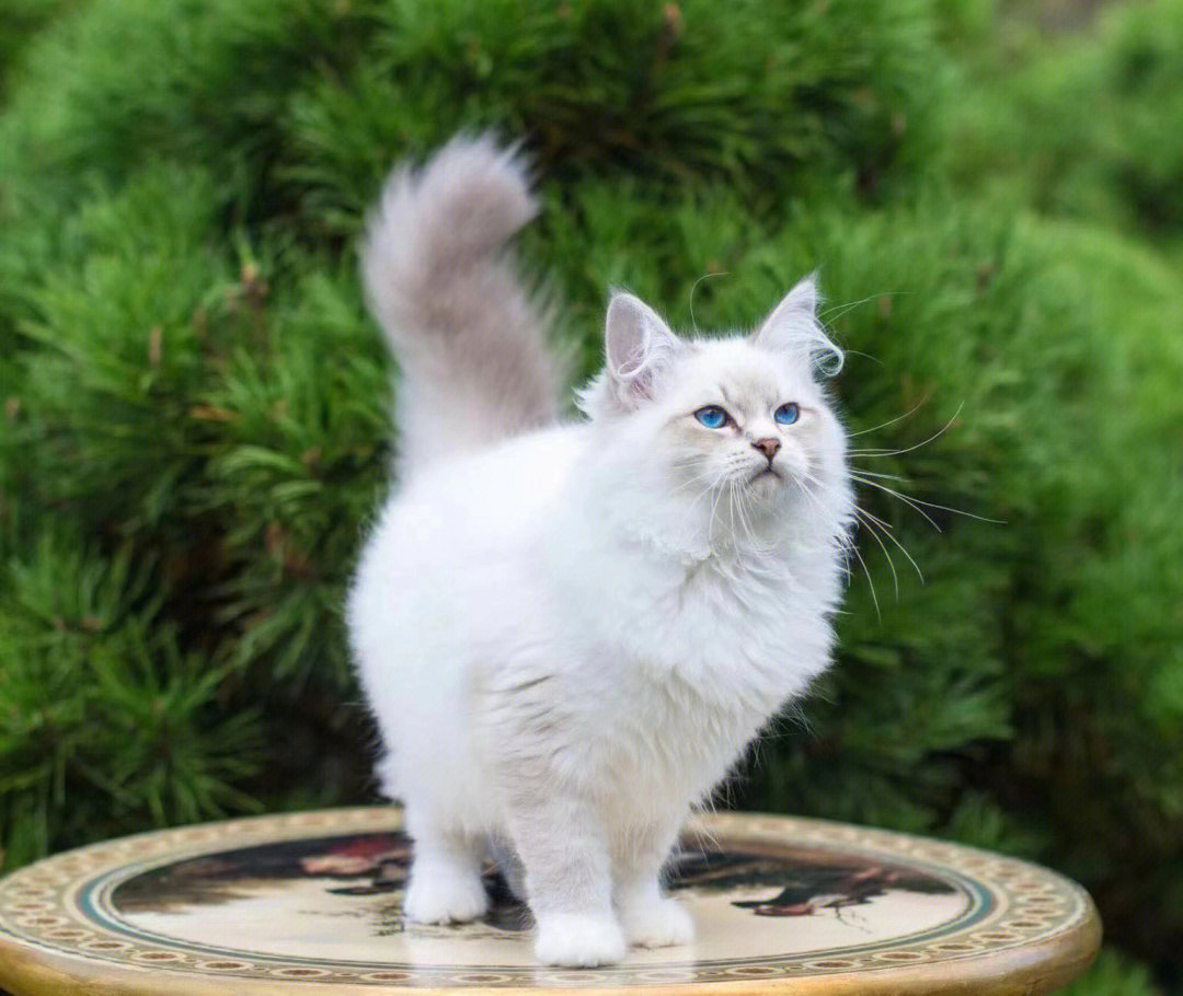 俄罗斯十大品种猫图片