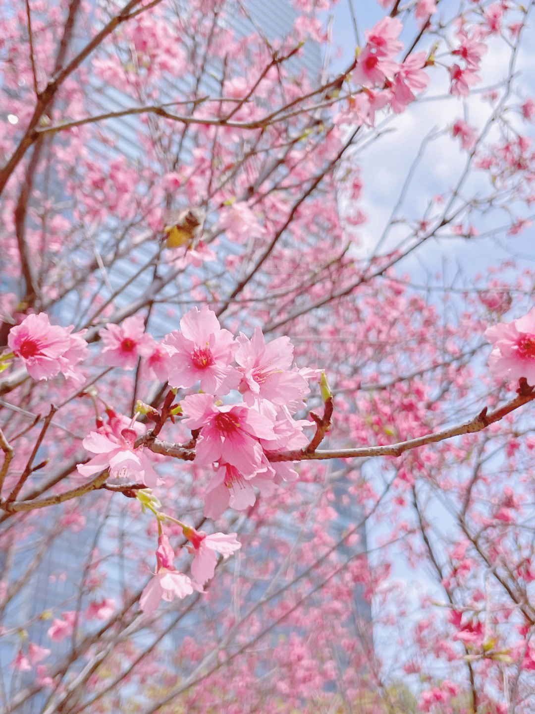 广州珠江公园的樱花图片