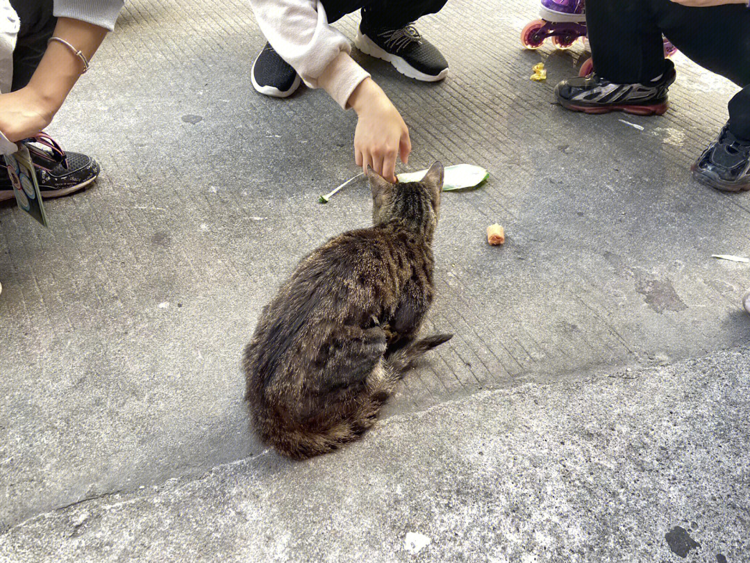 呼吁救助流浪猫图片图片