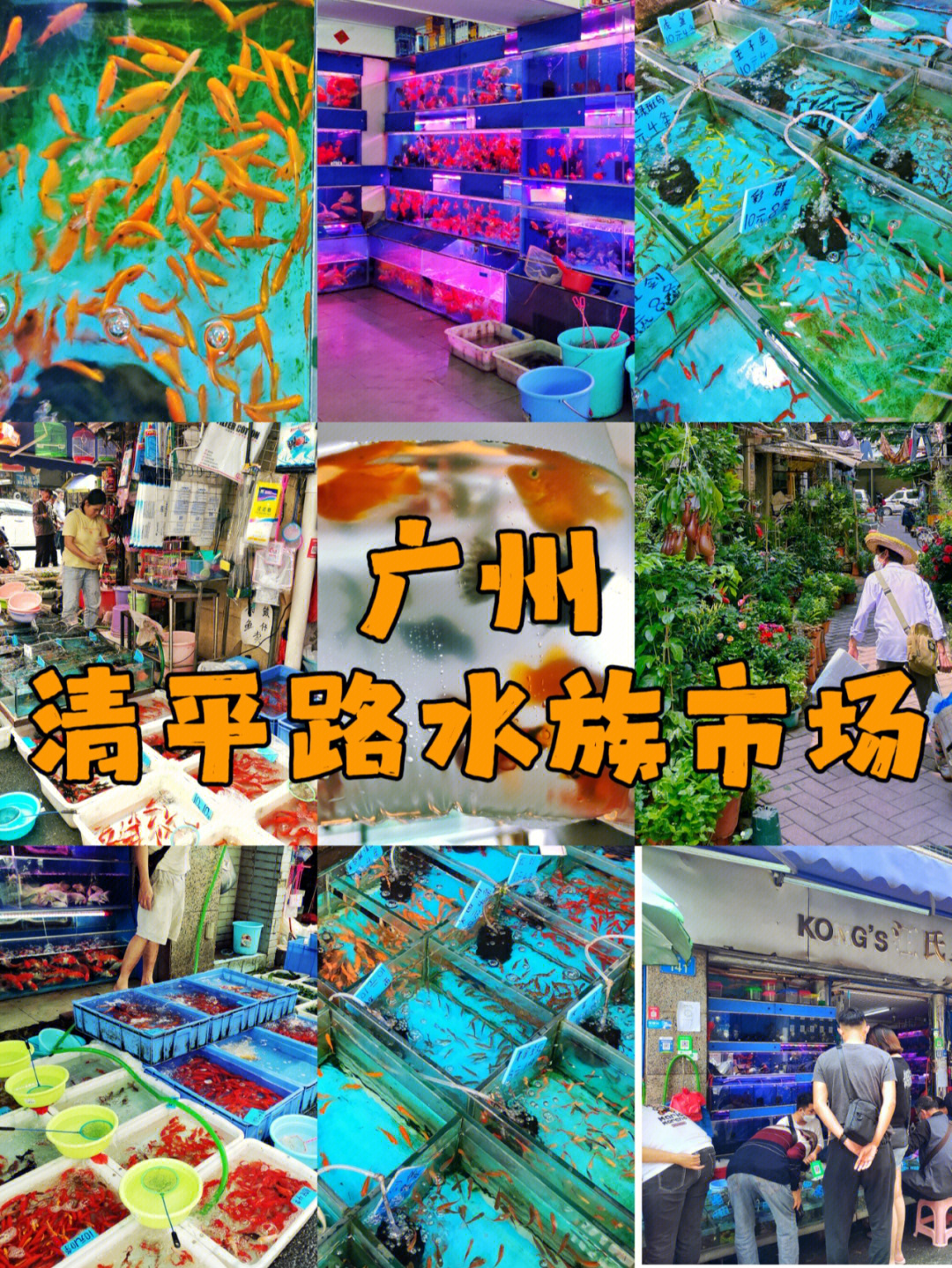 广州隐秘在市区的清平路水族市场