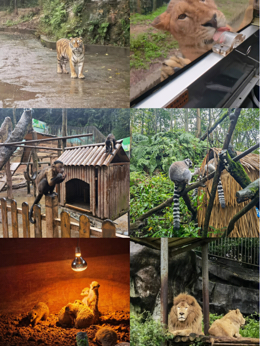 阴雨天的碧峰峡野生动物园