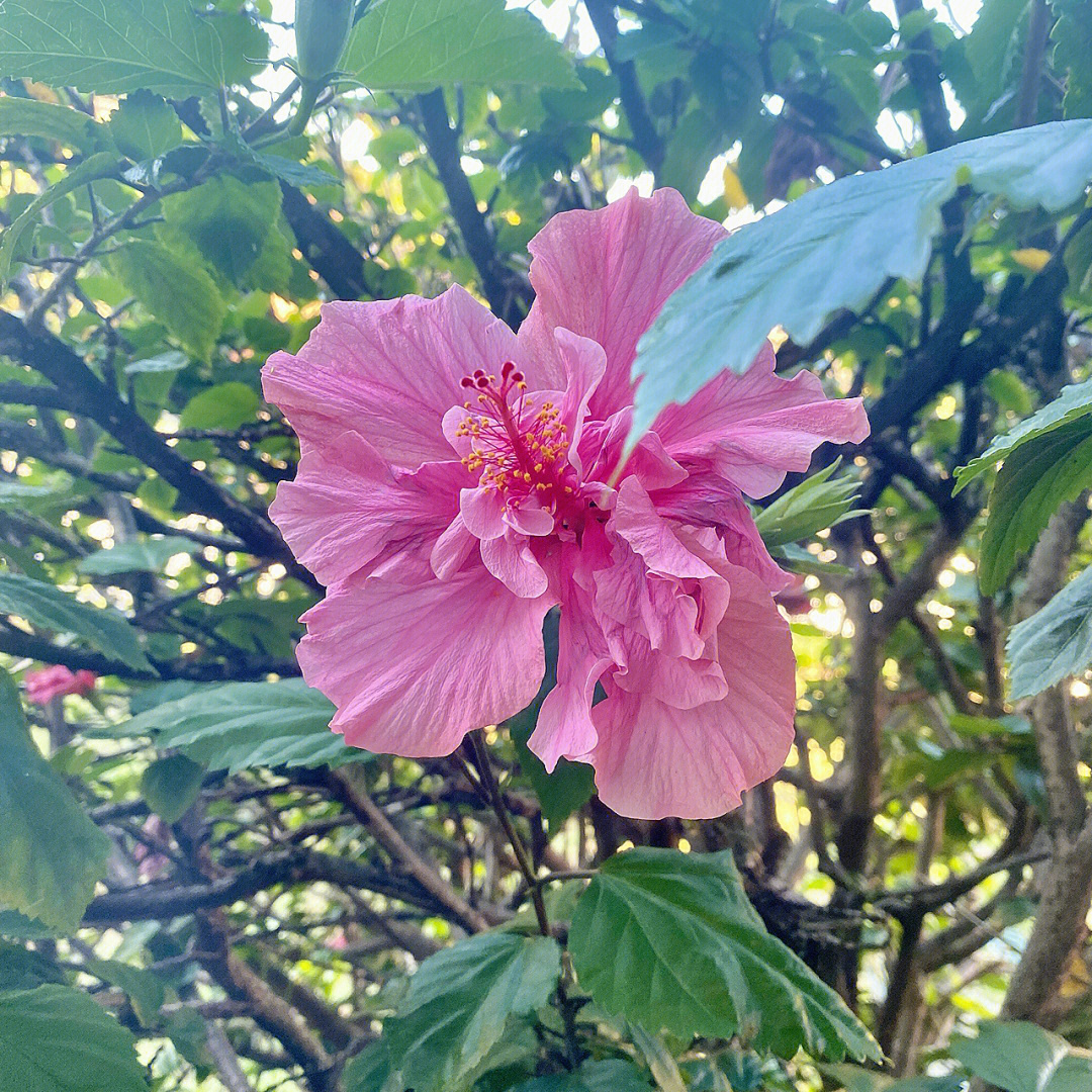 每年的夏天 楼梯口旁边的扶桑花都挂满了粉色小花朵因为去年底有虫子