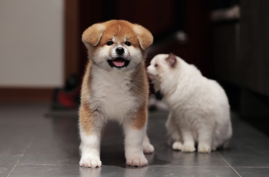 这个秋田犬小朋友笑起来也太甜了吧