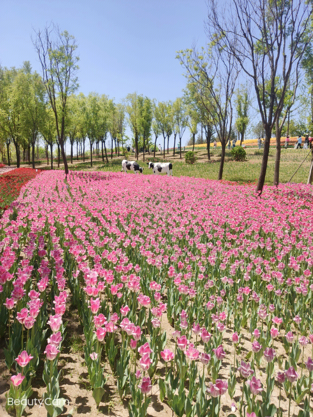 晋阳湖公园赏花图片