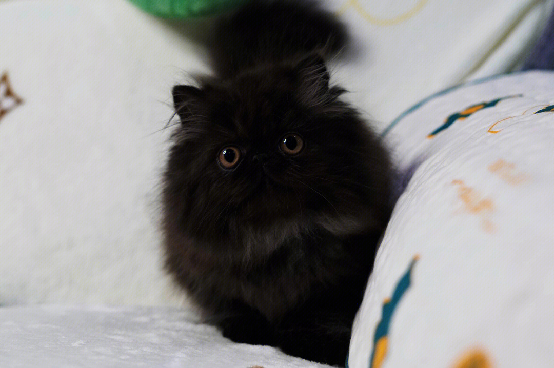 纯黑波斯猫