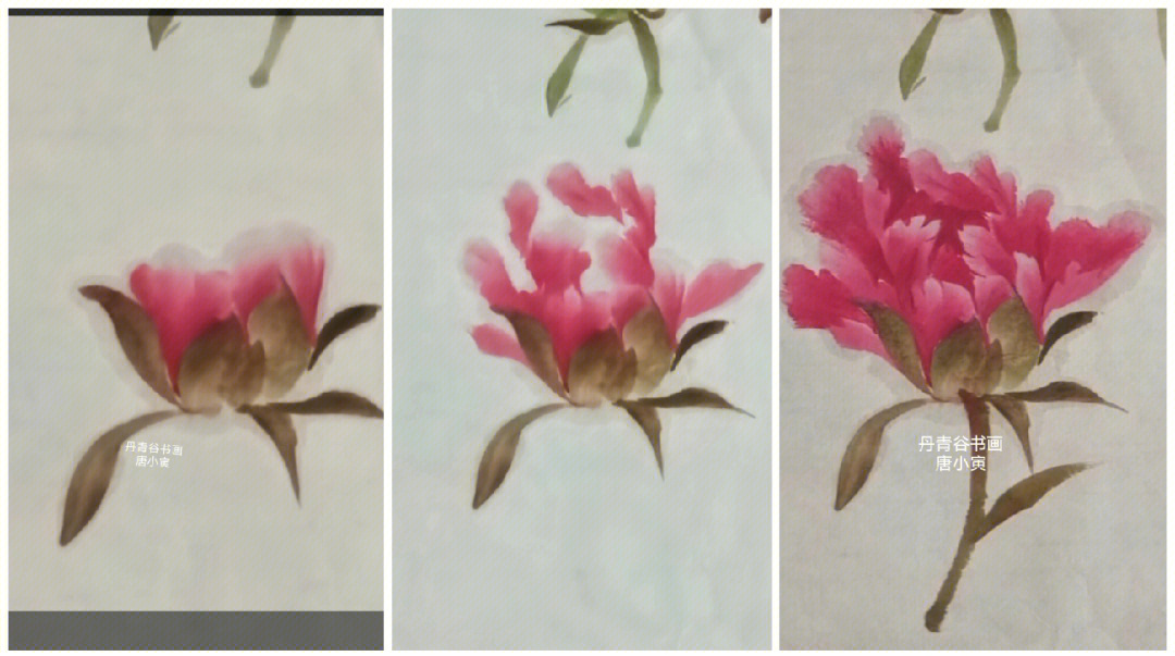 牡丹花的花骨朵怎么画图片