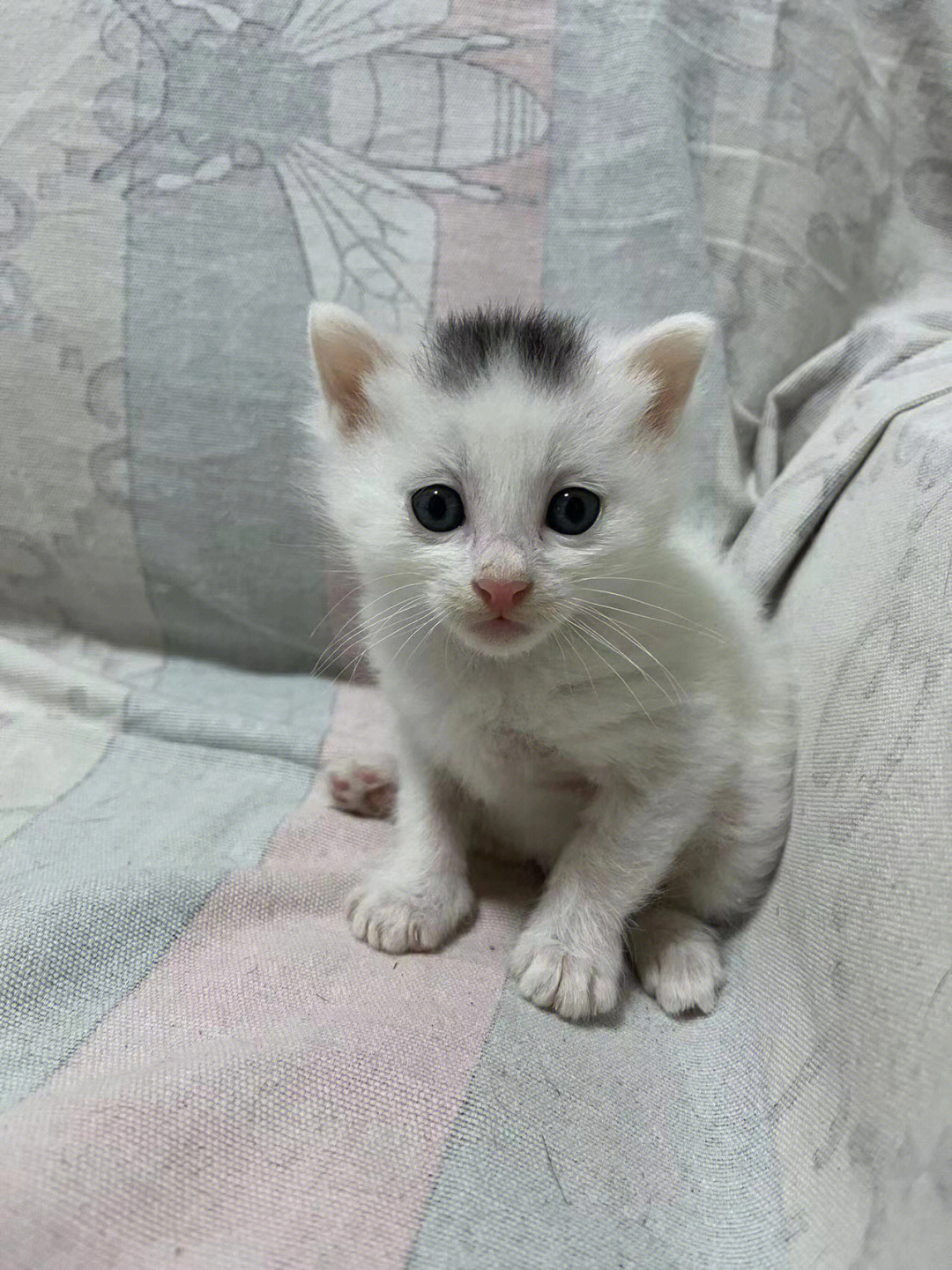 5月7日 莫西干发型可爱奶猫找领养