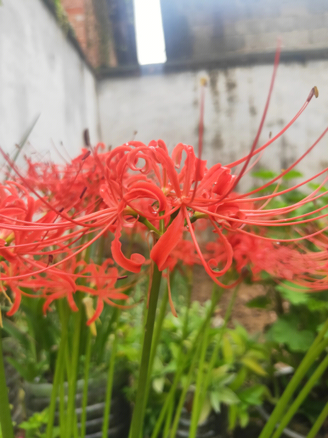 彼岸花红花石蒜很喜欢它的颜值但是这个花家里到底可以可以种