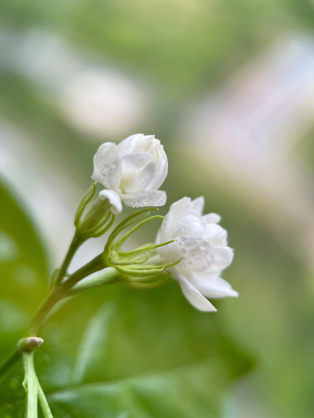 茉莉