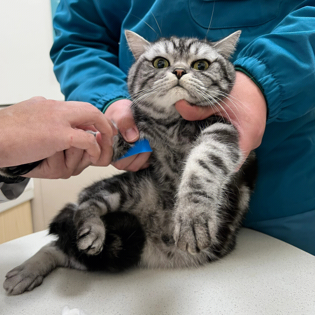 猫肌肉注射位置图片