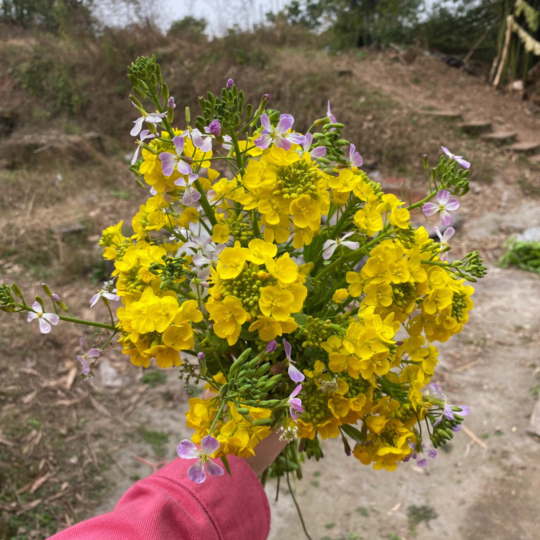 白菜苔花图片图片