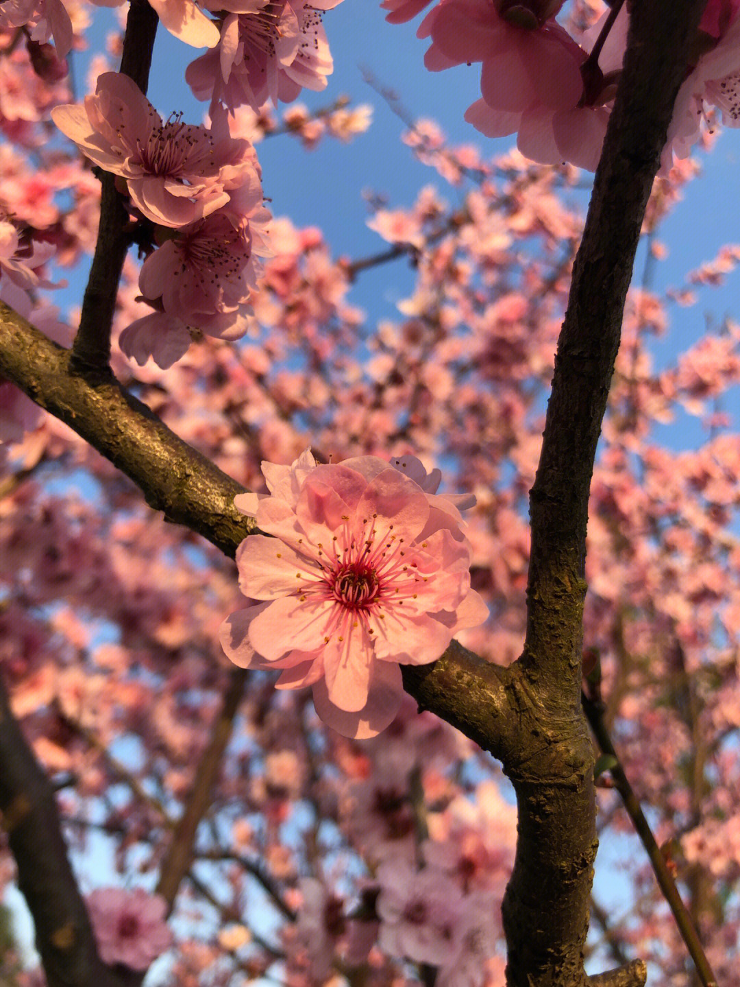 春天桃花开