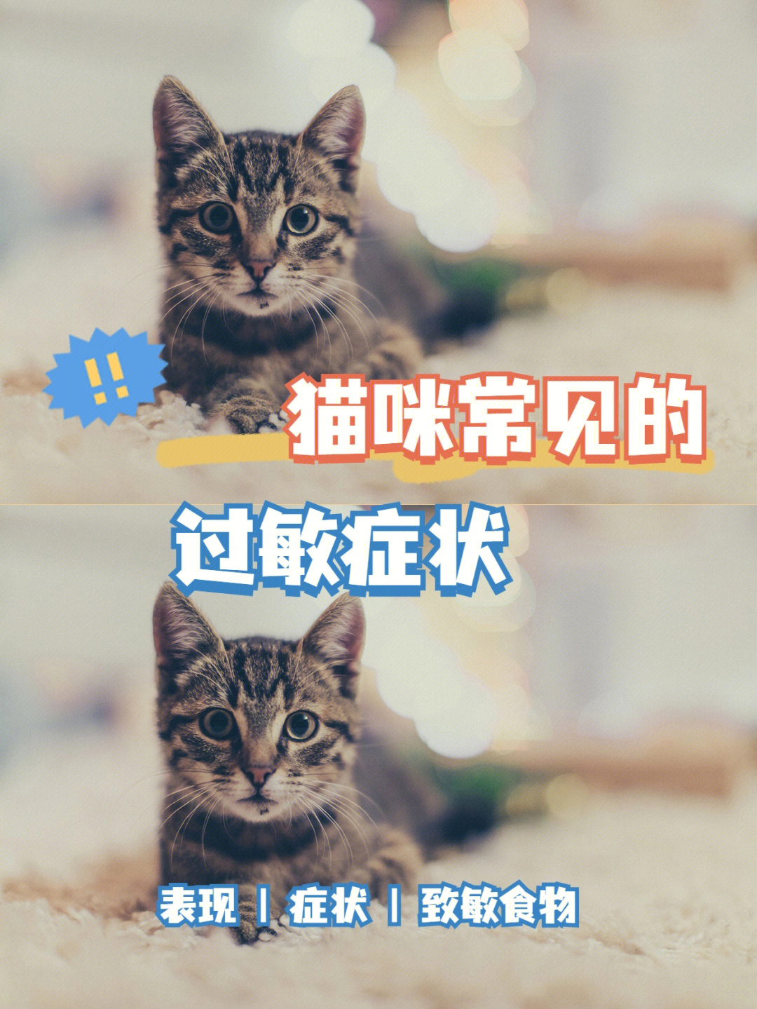 猫咪看了有反应的图片图片