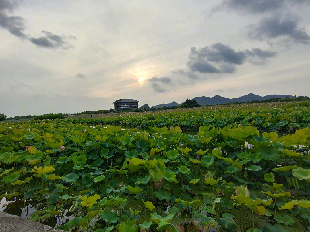 湘湖三期花海最佳时期图片