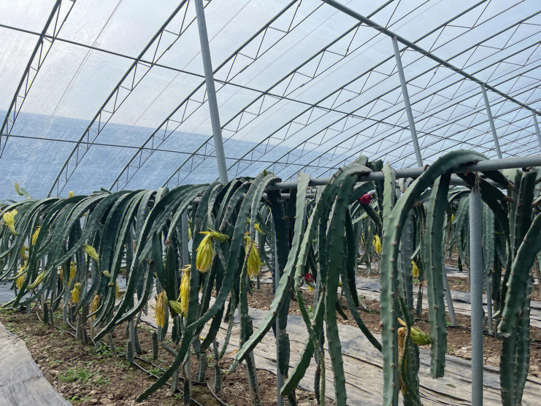 怎样种植火龙果图片